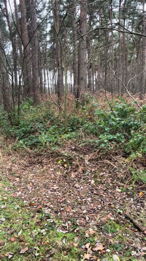 Springer Spaniel Training Tips for Gundog Enthusiasts