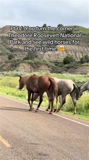 You can plan every stop, every hike, and every viewpoint… but moments like this are pure luck. 🐎✨ Spotting wild horses in Theodore Roosevelt National Park was one we’ll never forget. #TheodoreRooseveltNationalPark #WildHorses #NationalParkAdventure #NorthDakota #traveltiktok