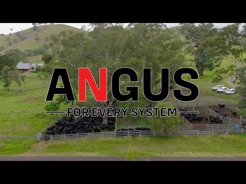 Angus for Every System: Warrington Station’s Journey with the Angus Sire Benchmarking Program