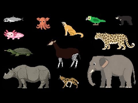 Rare Animals - @TheKidsPictureShow