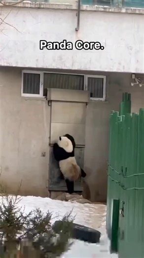 Paul Palacios on Instagram: "Los pandas son los mejor."