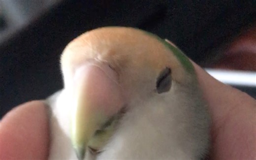 这东西怎么躺着睡着的