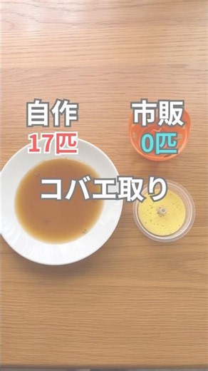 【材料2つ】自作コバエホイホイが最強✨ #掃除 #暮らしチャンネル #片付けられない