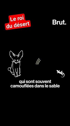 Le fennec, un animal parfaitement adapté au désert