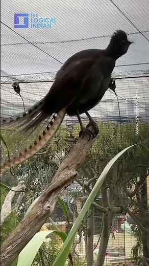 LyreBird In Australia’s Taronga Zoo Perfectly Mimics Crying Baby