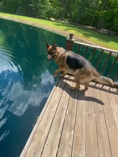 The Dogs Can Talk 🐶😂 Talking dogs | Funny talking dogs | talking dog | dog voiceover #talkinganimals #animalvoiceover #dogvoiceover #talkingdog #funnyvideos #pet #dogsoftiktok #bulldogsoftiktok #fyp #usa #omg