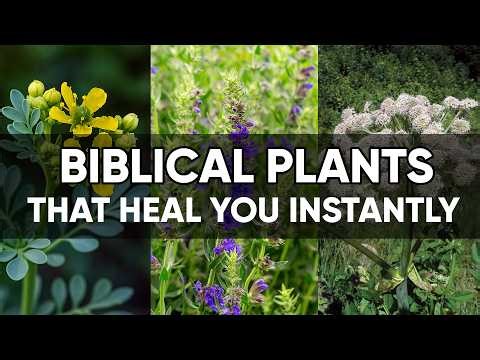 10 Biblical Healing Plants That Can Restore the Body Naturally 🌿