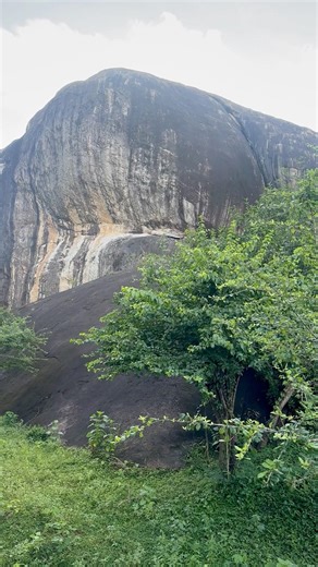 Elephant on the national Park Sri Lanka#srilanka #shorts