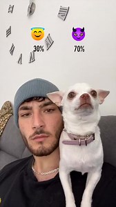 571K views · 10K reactions | Chihuahuas are so Unexpected浪浪 | It's Me Cheese | Facebook