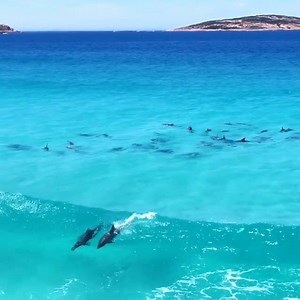 323K views · 732 reactions | Dolphins surfing in Esperance, Western Australia  Have you ever seen anything more beautiful?   Jaimen Hudson | ABC Perth | Facebook