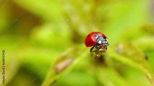 macro video of a ladybug on a leaf with aphids and ants. the ladybug goes around the leaf and touches the ant and the aphid. insects in the garden.