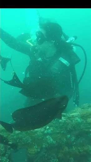 Surrounded by Wild Fish in Bali’s Deep Blue 🌊🐟💨