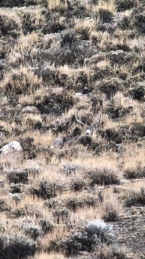 I see you!! #guidelife #mylife #nevergetsold #nevada #fyp #hunting #nvgiants #bigbucks #nevergiveup #archery #huntingtiktok #werecomingforyou