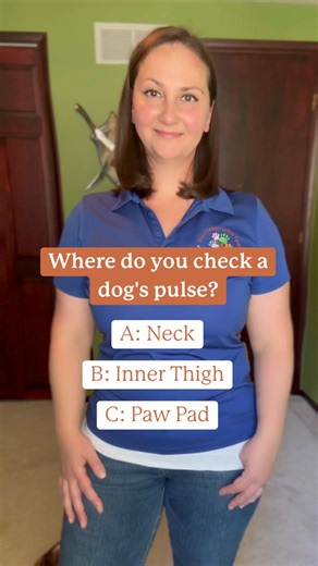 🚨 PET FIRST AID POP QUIZ! 🚨 Where do you check a dog’s pulse? Is it the neck, the inner thigh, or the paw pad? 🤔The correct answer is revealed in the video! Knowing basic pet first aid is crucial, especially as we head into the busy holiday travel season! Your pet’s health and safety are our top priority, which is why every Four Seasons For Paws Guardian is certified in Pet First Aid & CPR! 🚑❤️ Don't leave your pet's well-being to chance while you travel. When you book with us this Thanksgiv
