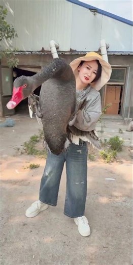 黑天鹅自古就是吉祥瑞鸟，象征家庭和睦、夫妻恩爱，成双成对不离不弃，寓意家和万事兴。 自带招财进宝、聚财纳福好寓意，镇宅旺运、聚人气聚财气，庭院庄园养一对，福气满满、家业兴旺！ 如果你有一处庭院也可以养