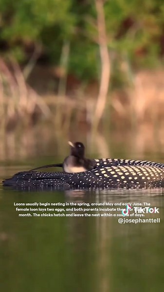 Common Loons and Their Babies in Nature