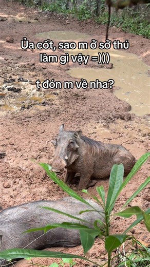 T đến tour nhốt người thả thú đón m về nè cốt #GreenCreator #VinWonders #dulich #xh #vinpearlsafariphuquoc