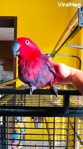 So much for putting your phone on silent! 🦜🎶📱 #viralhog #parrot #iphone #ringtone | ViralHog