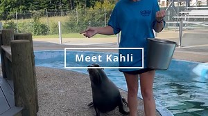 3K views · 43 reactions | Make way for Kahli! This smart girl is getting ready for her 6th birthday! Visit her and our new sea lion stage by purchasing a Sea Lion Kiss or Encounter on our website: https://oceanadventures.us/adventures/ You can also help Kahli and her friends celebrate our Summer Splash by purchasing a gift from our Amazon Wishlist! https://a.co/iM47Zgr | The Institute for Marine Mammal Studies | Facebook