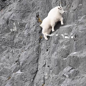 Get 9.5 inches of ground clearance, re-tuned gearing, and honorary membership in your local mountain goat herd. | Subaru of America, Inc.