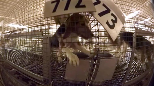 Wisconsin dog breeding farm manager has veterinary license suspended