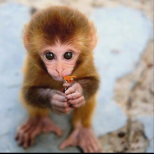 Cute baby animals images, Animal pictures, Best baby animals photo, Wallpaper, Adorable baby animal