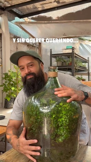 Terrarios Eternos on Instagram: "Te queremos mucho Don David Latimer ❤️ David Latimer es un ingeniero británico jubilado, mundialmente famoso por haber creado en 1960 el que se considera el terrario sellado más antiguo del mundo. El Experimento del Jardín en una Botella En el domingo de Pascua de 1960, Latimer colocó un poco de abono y una semilla (o esqueje) de una planta del género Tradescantia (conocida como "amor de hombre" o "hierba de la miseria") dentro de un garrafón de vidrio de unos 40