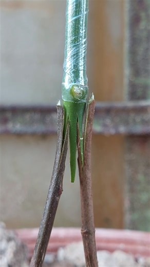 propagation of double-legged jackfruit seedlings #shorts #shortsviral #part583