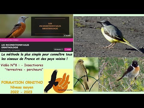 Oiseaux de France 8 : les insectivores "terrestres - percheurs" avec la Formation Ornitho