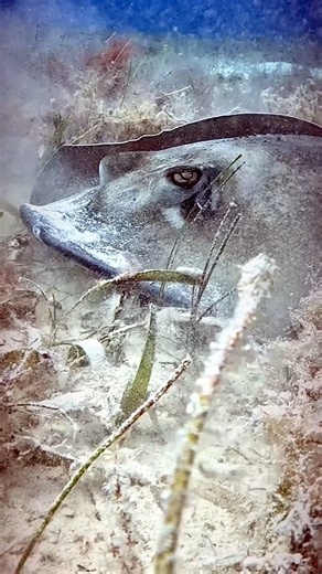 8.2K views · 389 reactions | Check out this stingray in action! ...