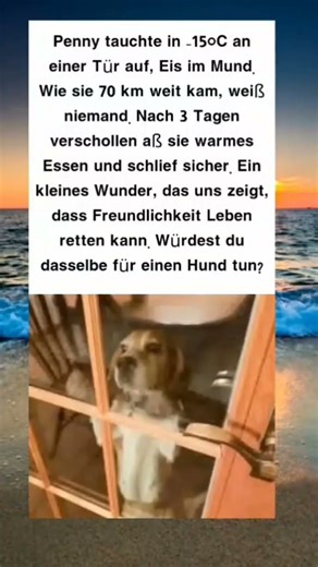 Wunderbare Rettung: Pennys Rückkehr