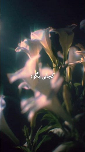 Majid Razavi - کجایی بگو🥲✨️