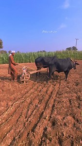 2.8K reactions · 140 shares | Old farming technology Automatic Wheat Sowing with Haliker Bulls and Seed Drill Machines | Mian Tayyab | Facebook