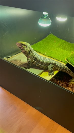 BLUE THE TEGU on Instagram: "Warning: Feeding ❗️❗️❗️ . . . . . . #tegu #tegulife #tegulizard #tegusofinstagram #tegus #reptiles #lizard #beardeddragon #monitorlizard #argentinetegu#blackandwhitetegu #reptile #reptilesofinstagram #viral #viralvideos #fyp #reptilesofinstagram #reptile #coolpet #foryoupage #feedingtime #snake #lizard #herping #lizardlovers #petlizard #gecko #komododragon #zoo #love"