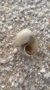 Original reels | Alice Camping