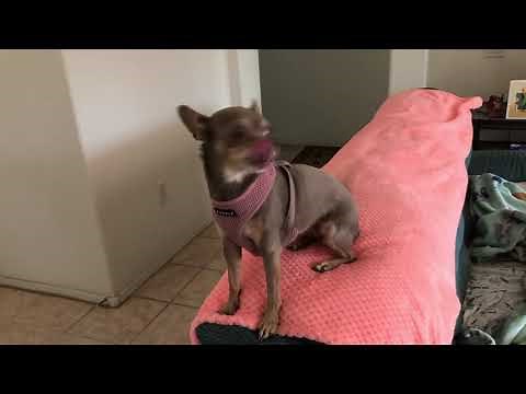 Chihuahuas Barking to Guard their Home