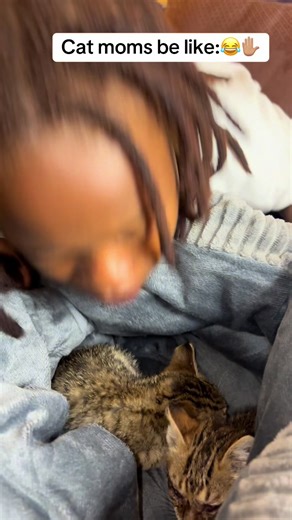 Managing Eye Infections in Cats for New Pet Owners