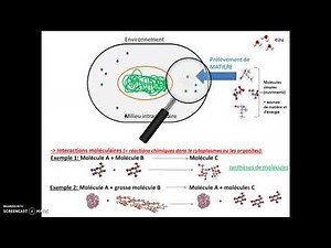 Métabolisme cellulaire (cours)
