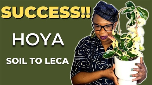 Switching Hoya Plant to LECA | Beginner-Friendly Tutorial