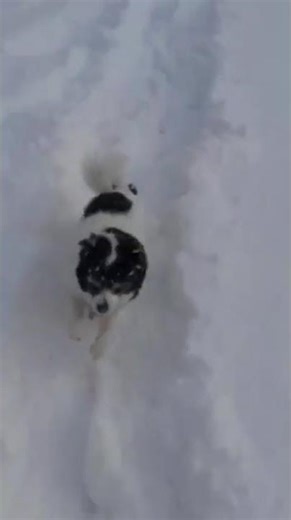 Cute Dog Doing the Sweetest Things Ever 🐶💕 | Must Watch