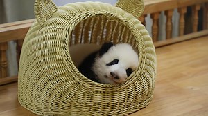 OMG, the panda babies born in 2020 are so freaking adorable! I wanna be their nanny! #PandaTheatre #BestJobInTheWorld | iPanda