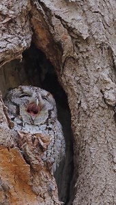 It's officially National Bird Day—and unofficially the first "dig through your inbox" day of 2026. Here's your sign to take a walk in your local park between emails. ❄️ | Trust for Public Land