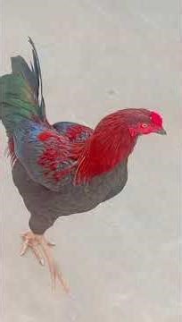 ASEEL MURGA position holder Please My YouTube channel subscribe or btao KSA he MURGA