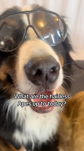 2.3K views · 31 reactions | Cursive vs Typing! #science #dogs | Bunsen Berner | Facebook
