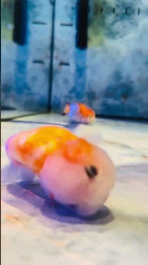 Goldfish eat very well! It can't swim anymore! #fish #koi #fishing