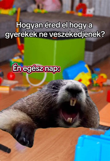 Sokan kérdeztétek már, hogyan bírom megőrizni a hidegvérem. Őszintén? Nem mindig könnyű. Sőt, néha majdnem képtelenség. Nálunk naponta előfordulnak olyan helyzetek, amik tényleg életveszélyesek lehetnek: konnektorba nyúlás, útra vagy villamossínek felé szaladás… Ilyenkor nincs idő magyarázni, gyorsan és határozottan kell cselekedni. De ezek nem a „veszekedős” helyzetek. És nagyon figyelek arra, hogy feleslegesen ne ordítsak velük. Szerintem amikor egy szülő ordít, érdemes elgondolkodni azon, mi 