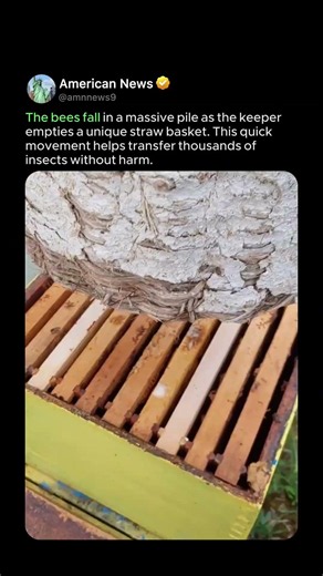 MOVING A GIANT BEE SWARM