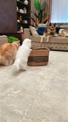 Paw Resets Space. Cats vs Watchful Dog I #cats #shorts