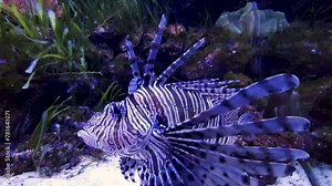 Lionfish. Beautiful Pterois volitans common Lionfish swims in sea aquarium close up