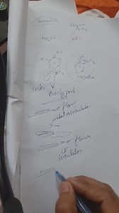 Which of the following species contains three bond pairs and on... | Filo